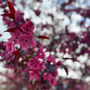image of blossoms